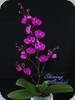 Phal. Queen Beer